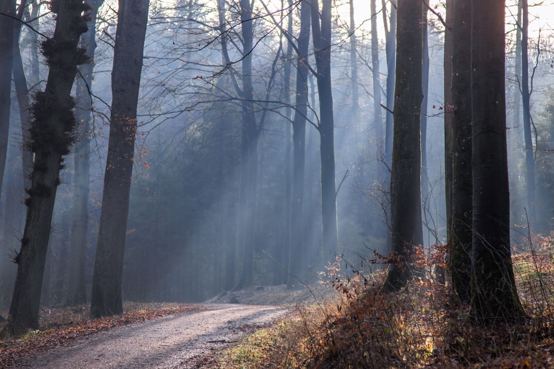 Misty beech forest in autumn in Denmark